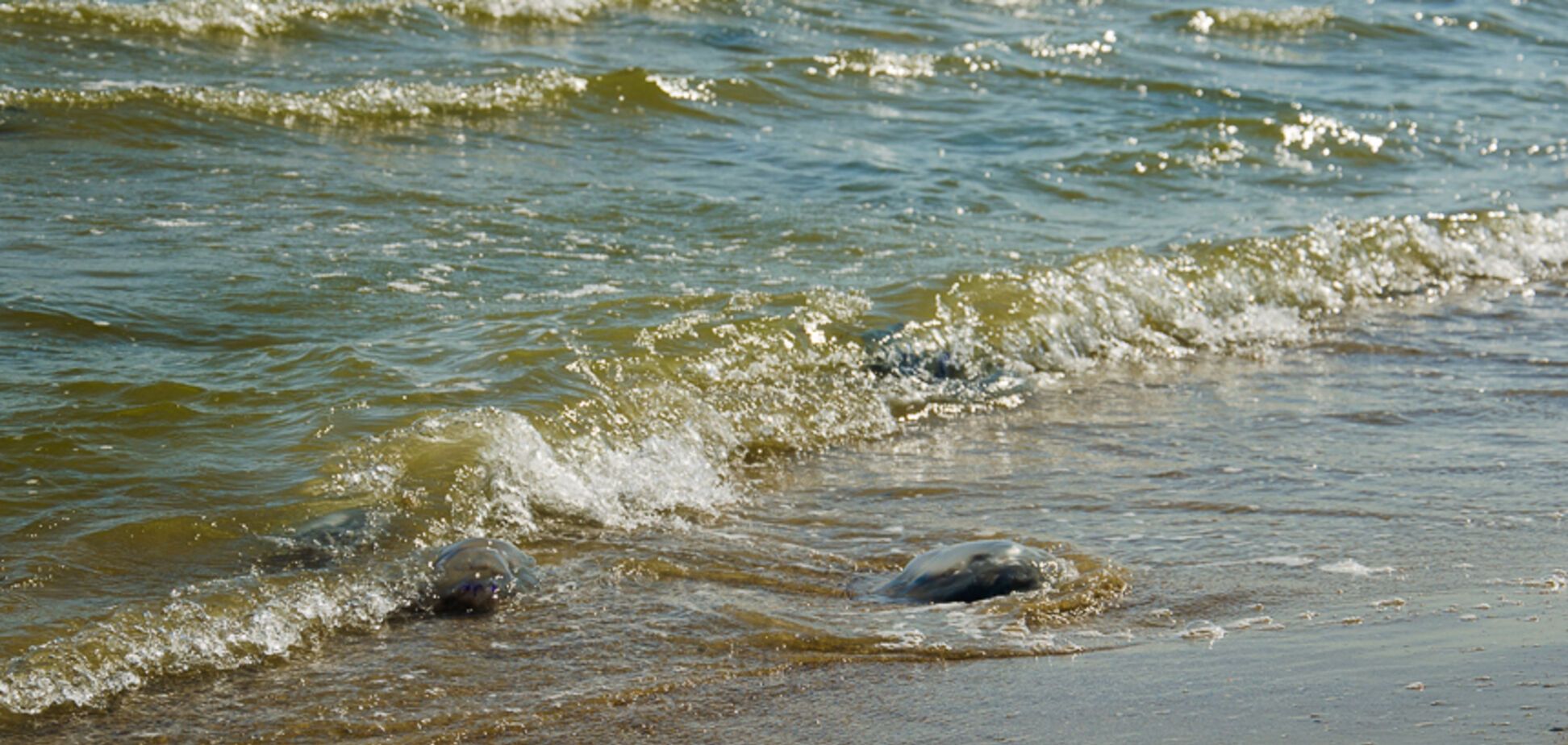 Пляжі Одеси заполонили гігантські медузи: з'явилися видовищні фото