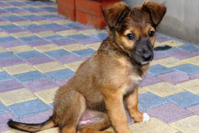 Друг бесплатно: 4 собаки Днепра, которые ищут дом