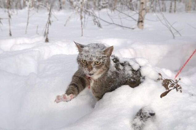 Все -25: синоптик дал прогноз погоды на зиму в Украине