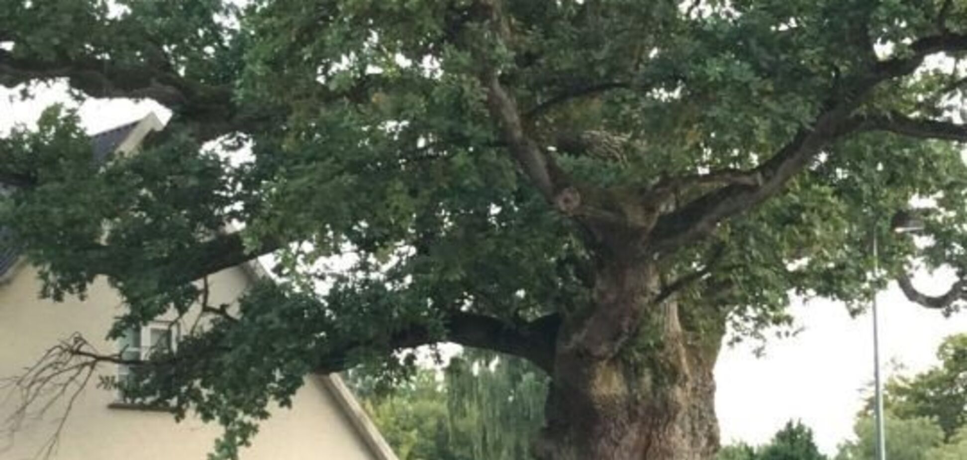 ''Криваве місиво'': в Данії на дереві знайшли ''мозок''