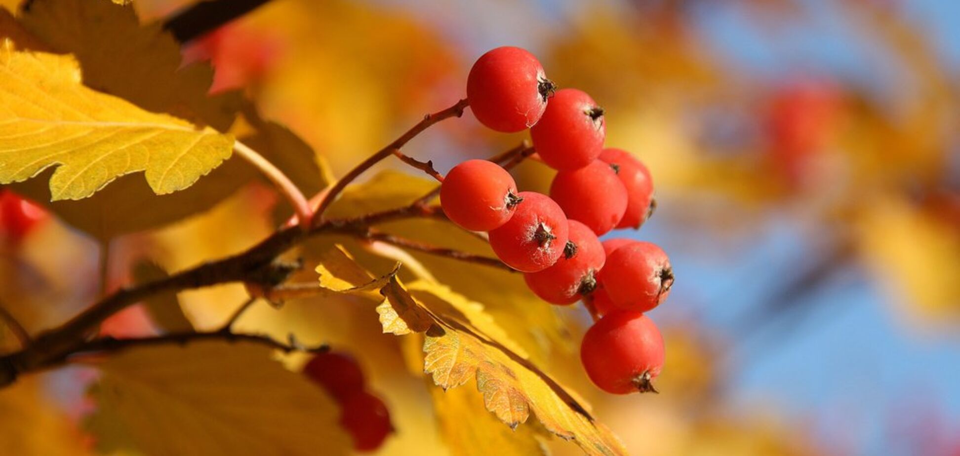 Засентябрит: синоптики пообещали ночное похолодание в Украине