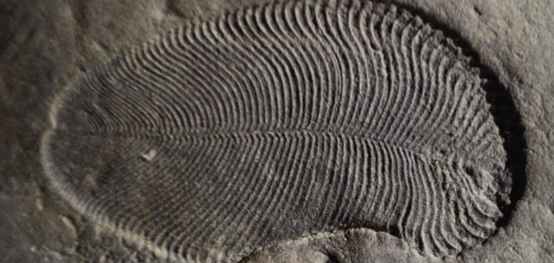 Ученые обнаружили древнейшее животное на планете: фото