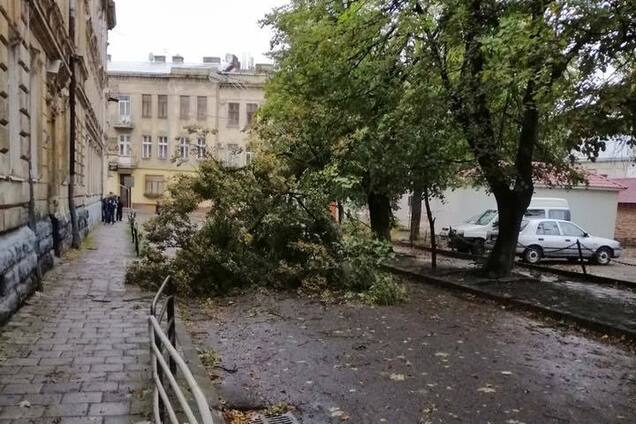 Пробки и упавшие деревья: появились фото последствий грозы во Львове