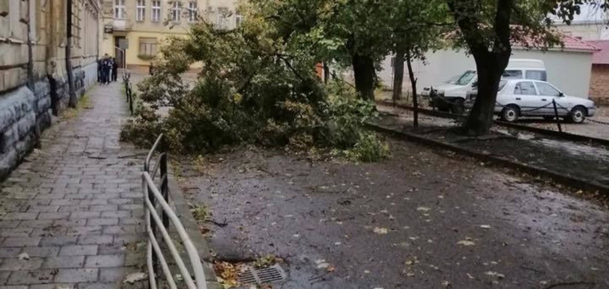 Затори та повалені дерева: з'явилися фото наслідків грози у Львові