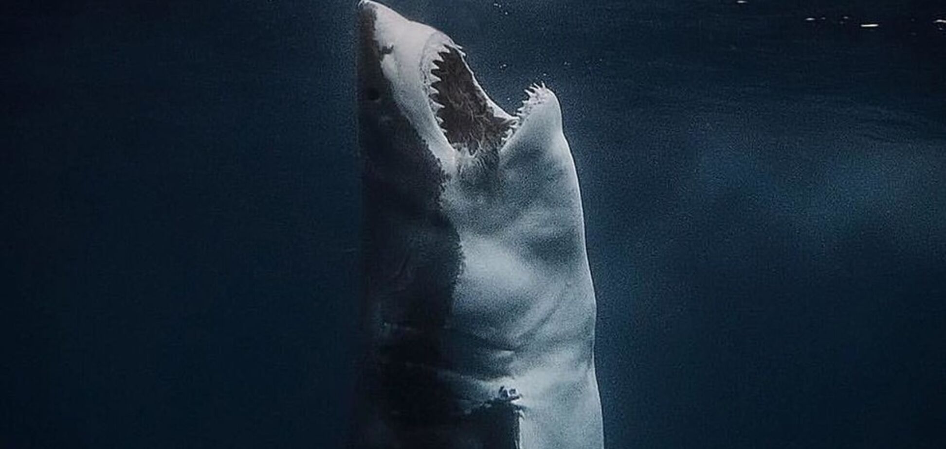 Акула-сатана: австралийские дайверы сняли жуткое фото рыбы