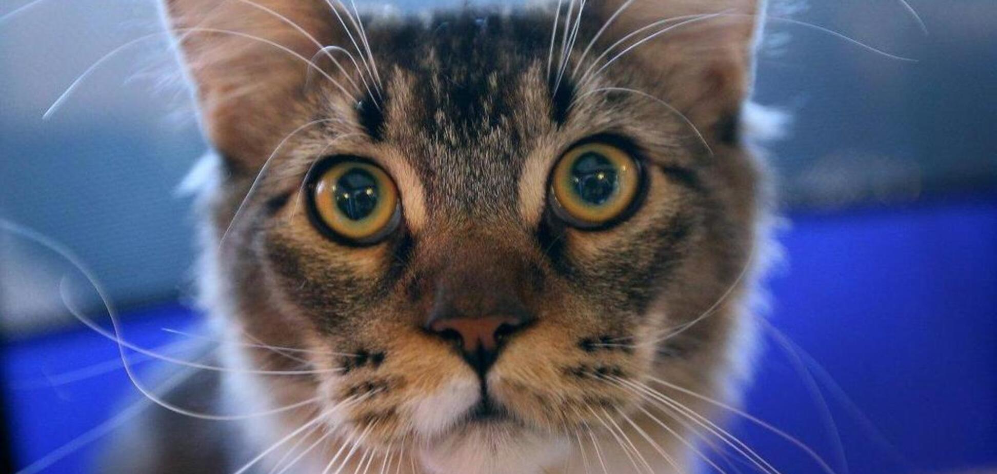 Гигантский кот покорил посетителей выставки во Львове