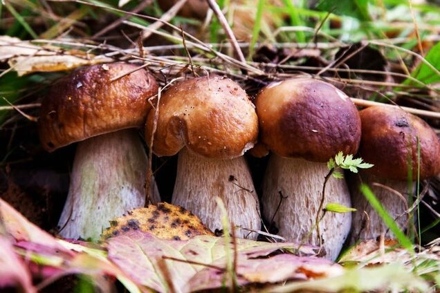 Украинцы массово умирают из-за популярного лакомства: МОЗ забил тревогу