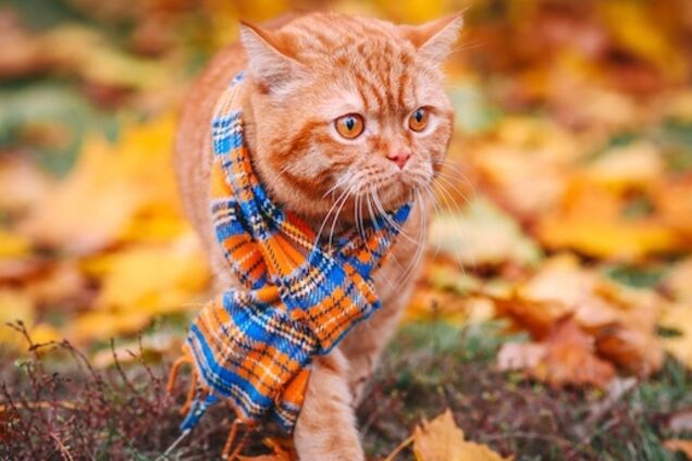 Накроет антициклон: синоптик дала противоречивый прогноз по Украине до конца недели