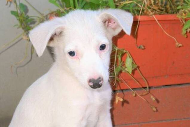 Друг бесплатно: 4 собаки Днепра, которые ищут дом