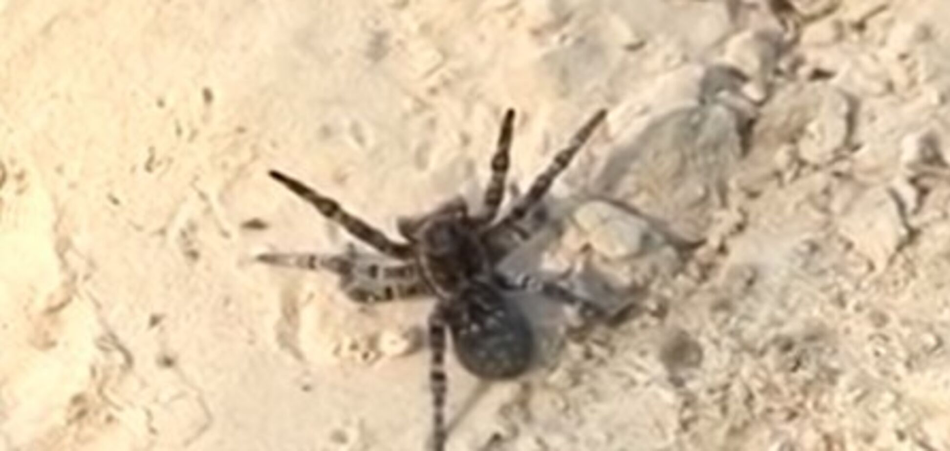 Отруйні павуки атакували Білорусь: жителі в паніці. Фото і відео 18+
