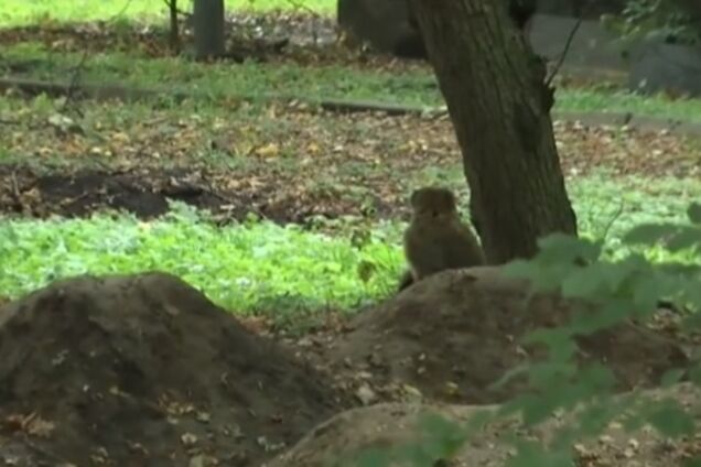 Із зоопарку Вінниці втекла мавпа: відео