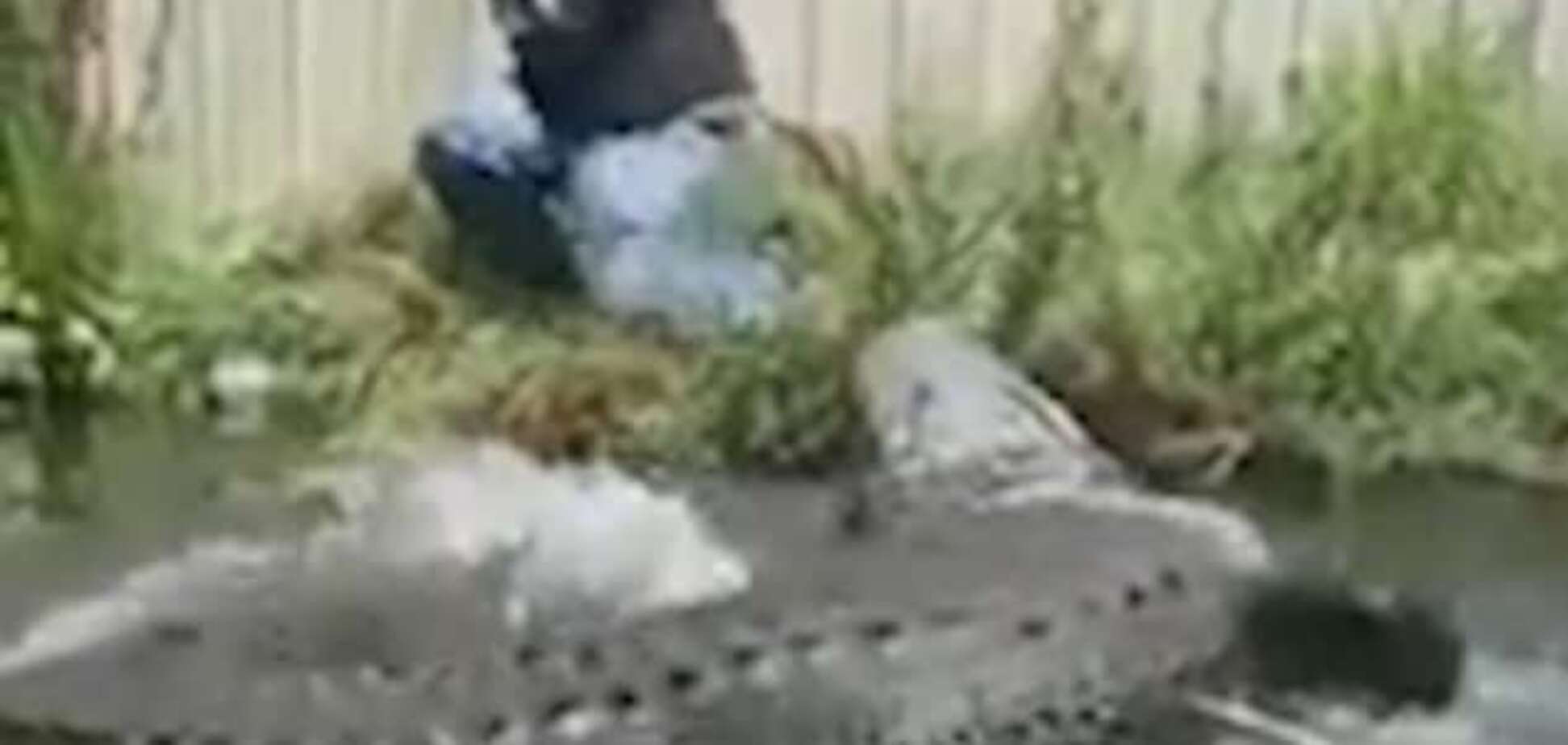 Американец потянул за хвост аллигатора и чуть не стал обедом