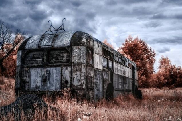 Природа вернулась на 200 лет назад: чем и как живет современный Чернобыль