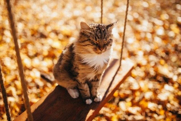 Тепло вернется: синоптики назвали последние теплые дни в Украине