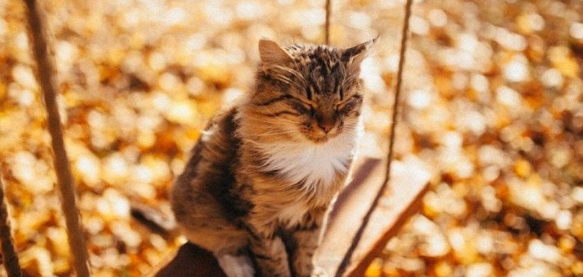 Тепло вернется: синоптики назвали последние теплые дни в Украине