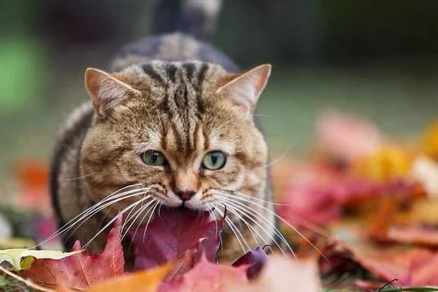 Останнє тепло: синоптики уточнили прогноз погоди в Україні