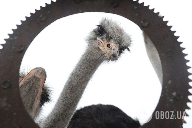 Премія ''Страуса'': аромат туалетного Лаврова, облом із кавою і треті груди