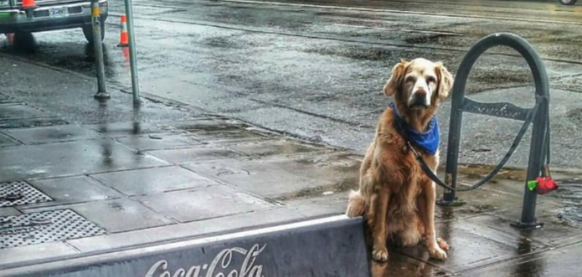 У київському супермаркеті з'явилися камери для зберігання тварин