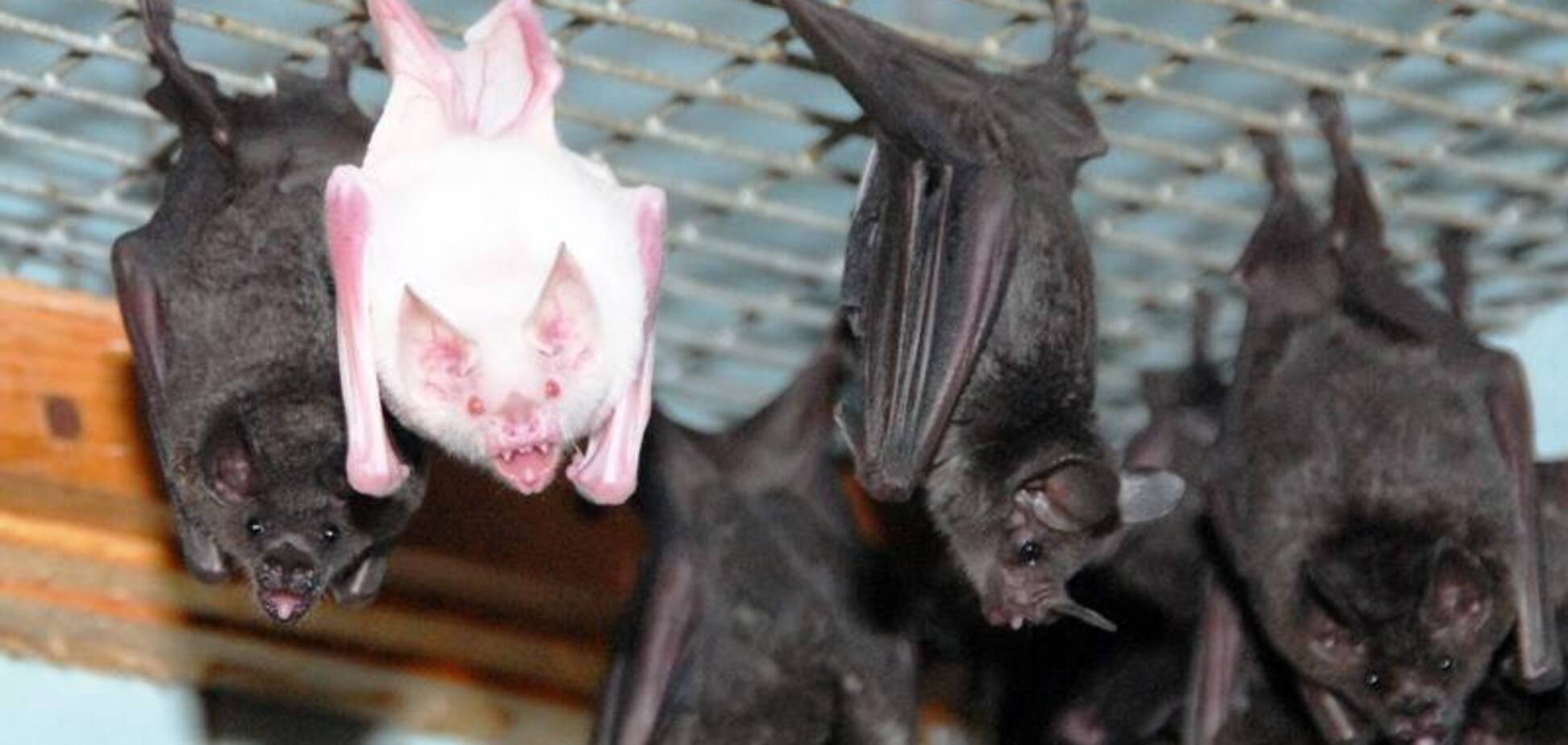В Харькове летучие мыши заполонили квартиру пенсионерки: жуткие фото
