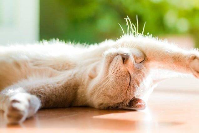 Осень отменяется: синоптики уточнили прогноз погоды в Украине