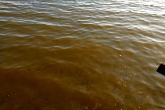 В Черном море заметили токсичные пятна: выяснилось, откуда они