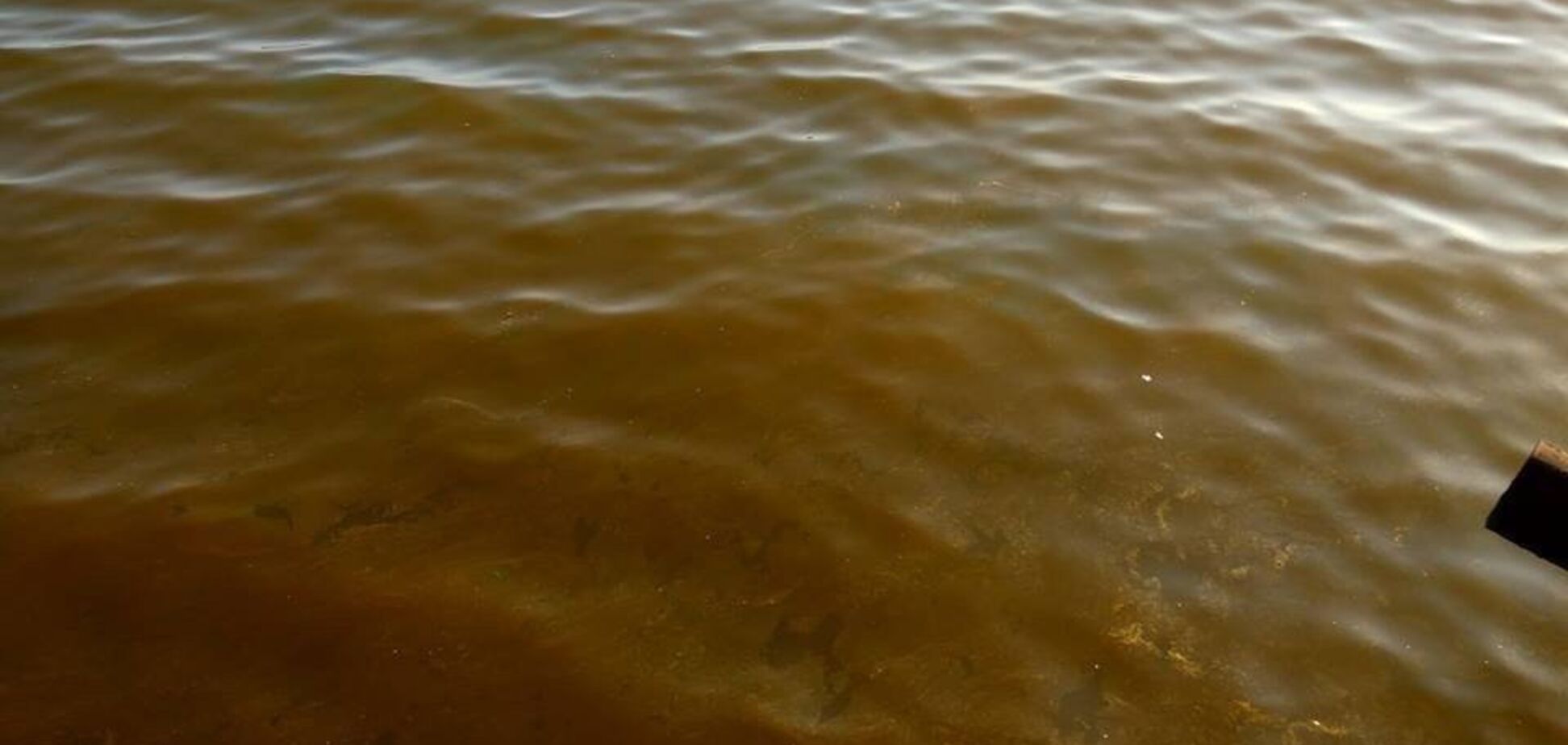 В Черном море заметили токсичные пятна: выяснилось, откуда они