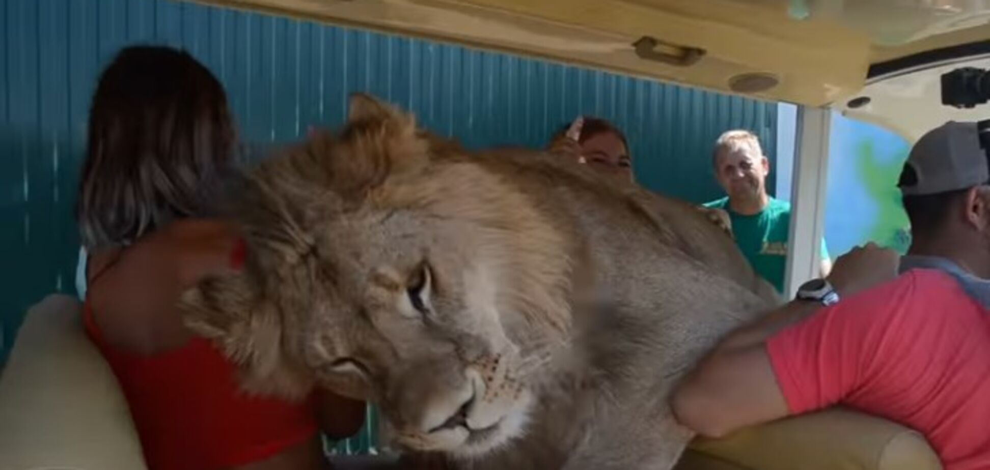 'Какой красавец': в Крыму лев залез в машину к туристам