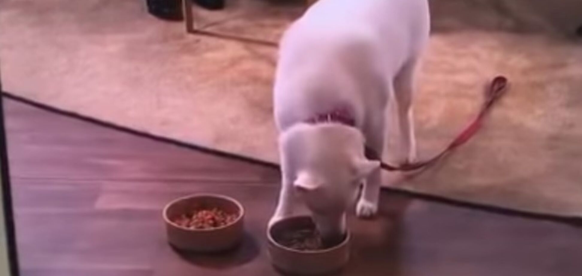 Собака-вегетаріанець зганьбив господиню на ток-шоу: веселе відео