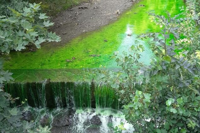 Река позеленела: в Крыму назревает экологическая катастрофа