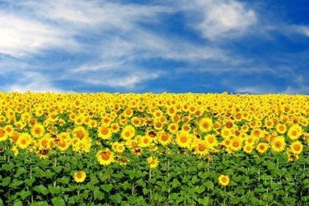 Хто захистить українську землю?