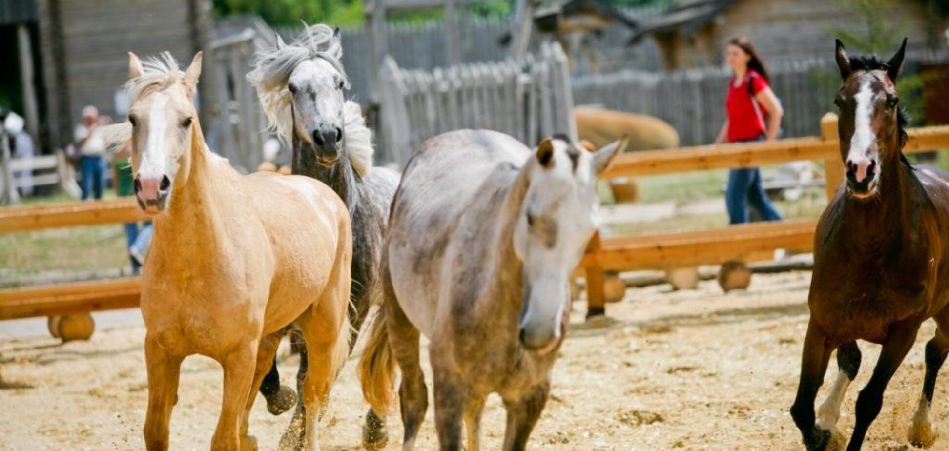 Под Киевом пройдет шоу-выставка 'Мир лошадей'