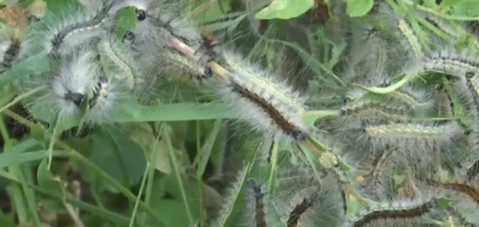 ''Заползают мохнатые существа'': украинский город накрыли дожди из личинок