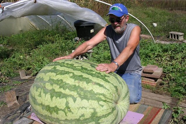 Найбільша ягода в світі? МЗС України похвалилось фейковим рекордом