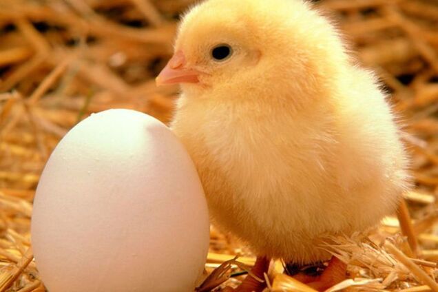 Курка чи яйце: вчені дали несподівану відповідь на одвічне питання