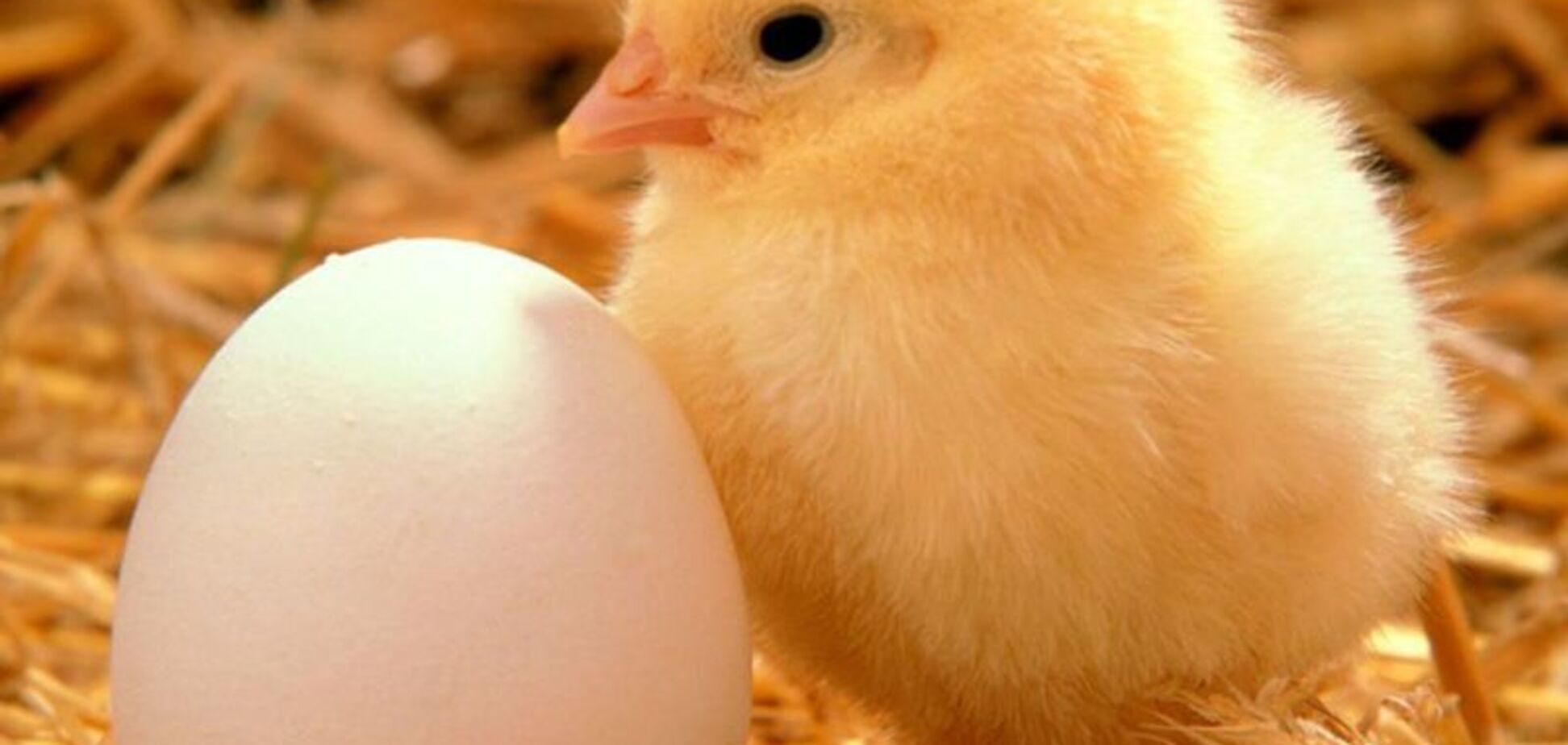 Курица или яйцо: ученые дали неожиданный ответ на извечный вопрос
