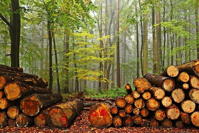 За контрабанду леса - 12 лет: раскрыты все детали нового украинского закона