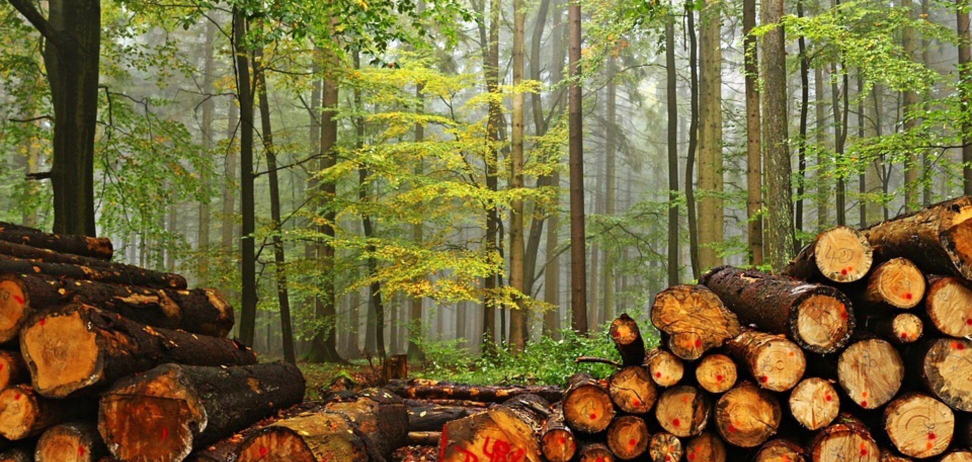 За контрабанду леса - 12 лет: раскрыты все детали нового украинского закона