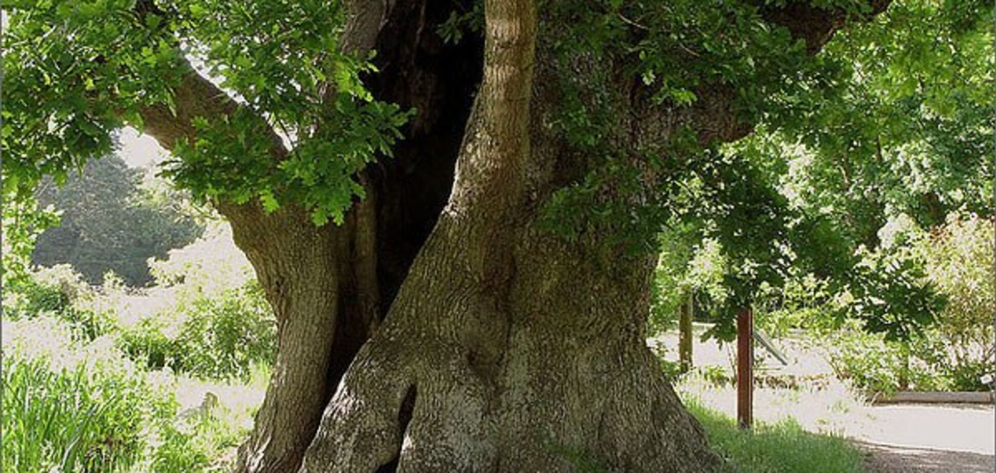  Деревья чахнут: на Закарпатье назрела экокатастрофа