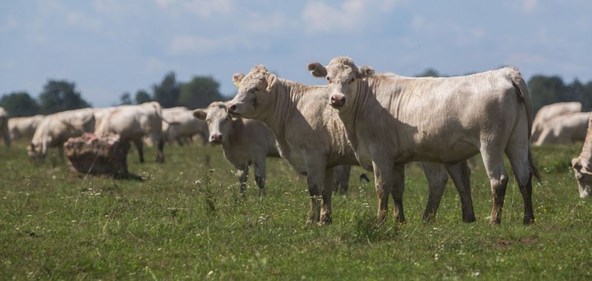 В 'Укрлендфармінг' розповіли, чому впав експорт яловичини з України