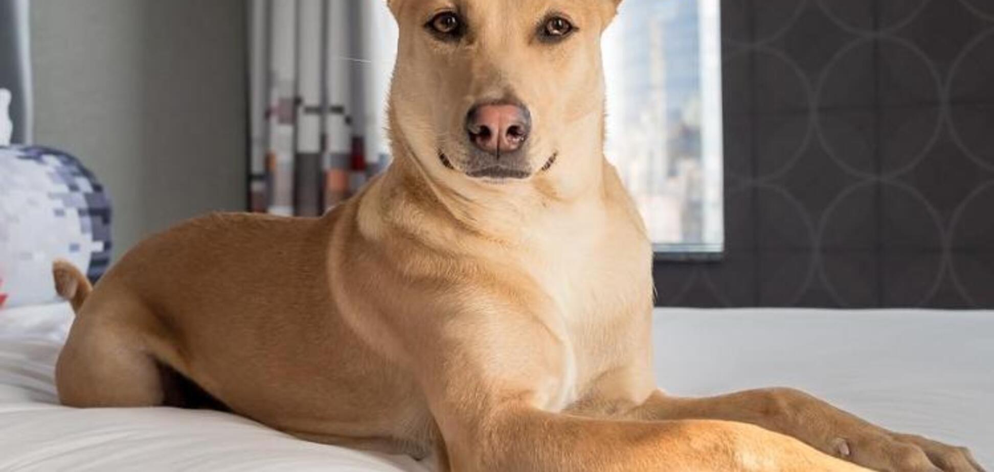 Врятована українською парою собака стала зіркою Instagram