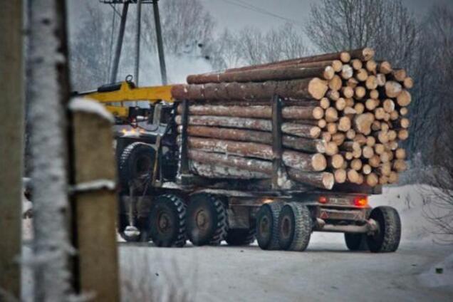В Україні посилили покарання за вирубку лісів: деталі і суми
