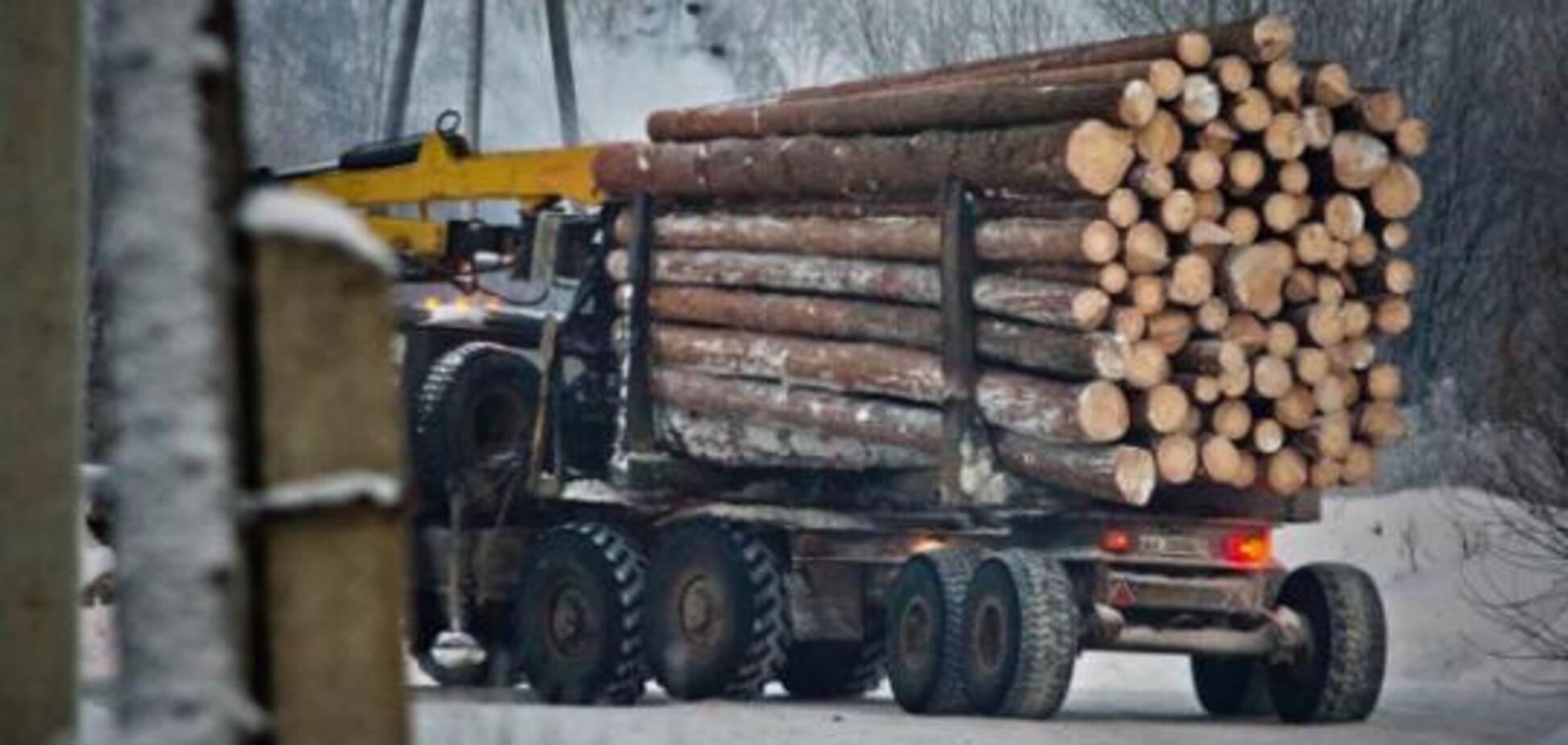 В Украине ужесточили наказания за вырубку лесов: детали и суммы