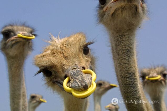 Премия 'Страуса': 'Народная программа' Зеленского, казус Клауса-Земана, шариковщина Охлобыстина