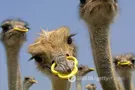 Премія "Страуса": "Народна програма" Зеленського, казус Клауса-Земана, шариковщина Охлобистіна