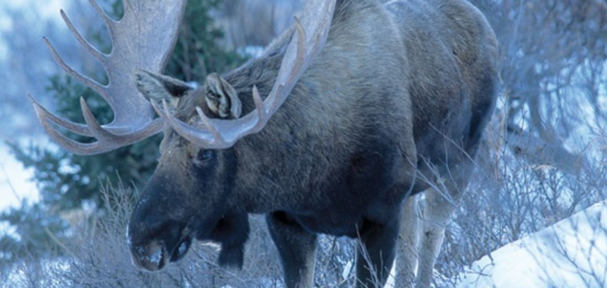 На Черниговщине браконьеры жестоко убили лося, но полиция их отпустила