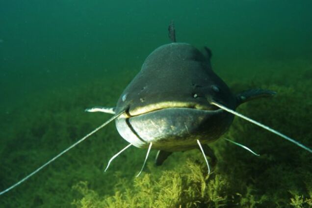 Дайвер показав, що твориться у глибинах Дніпра: відео