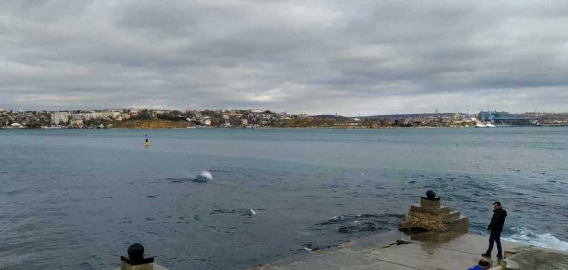 Оккупированный Севастополь настигла экологическая катастрофа: в сеть попали фото