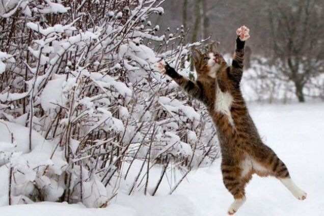 До -14: синоптик уточнила прогноз по похолоданию в Украине