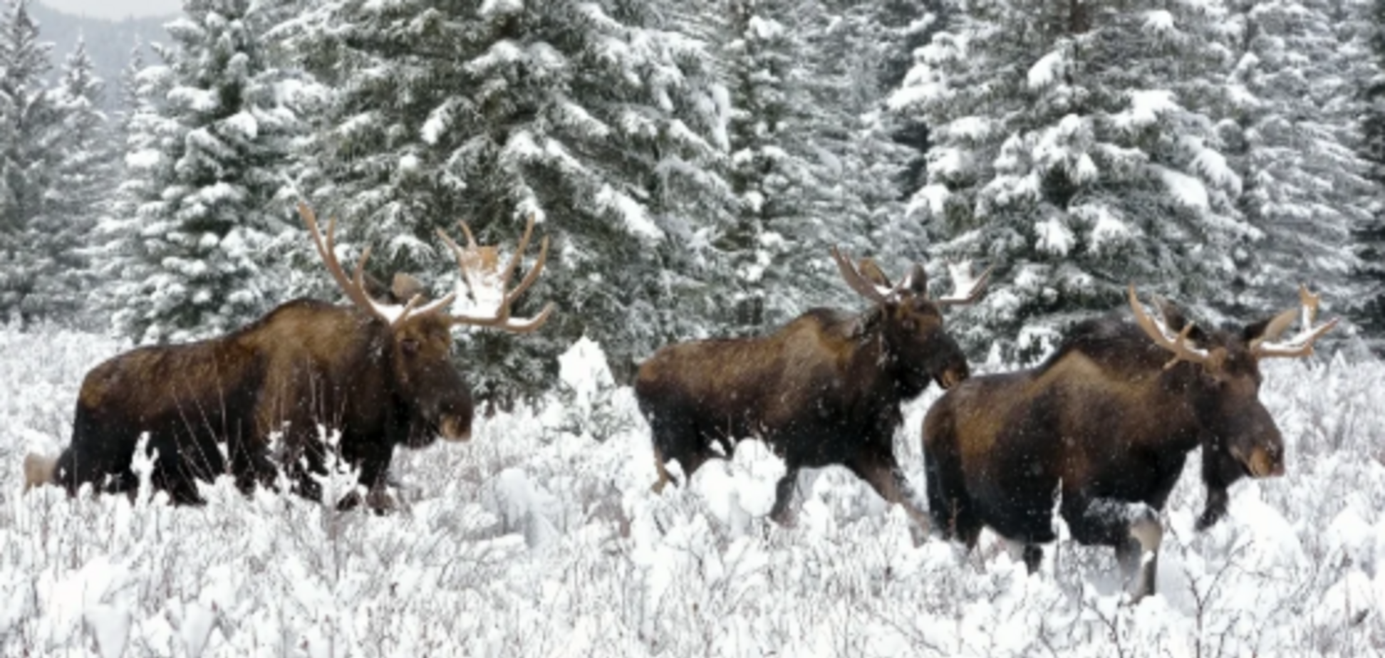 ''Дырявили в решето'': браконьеры расстреляли беременную лосиху и самца. Фото 18+