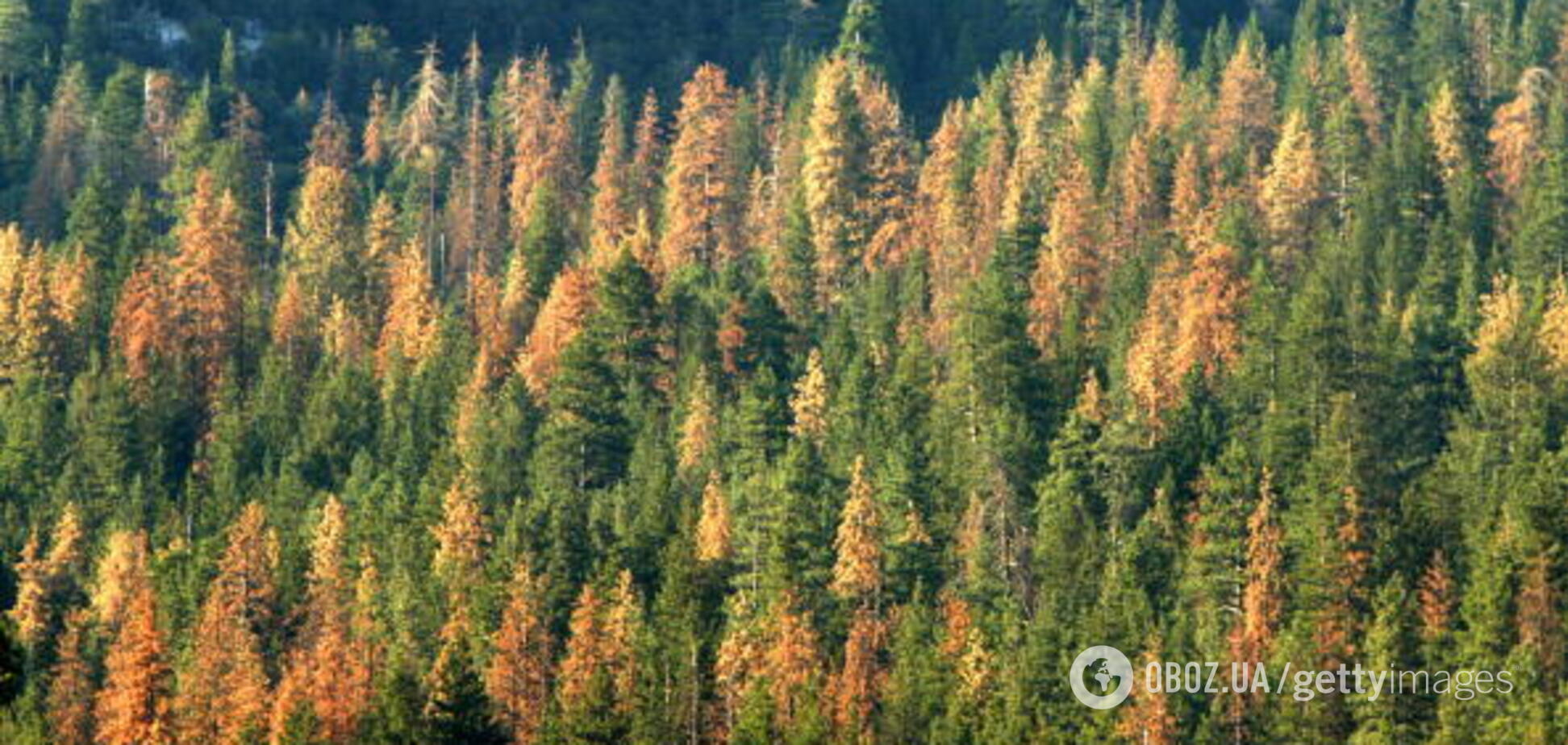 ''Это законно'': губернатор Херсонщины объяснил вырубку леса в регионе